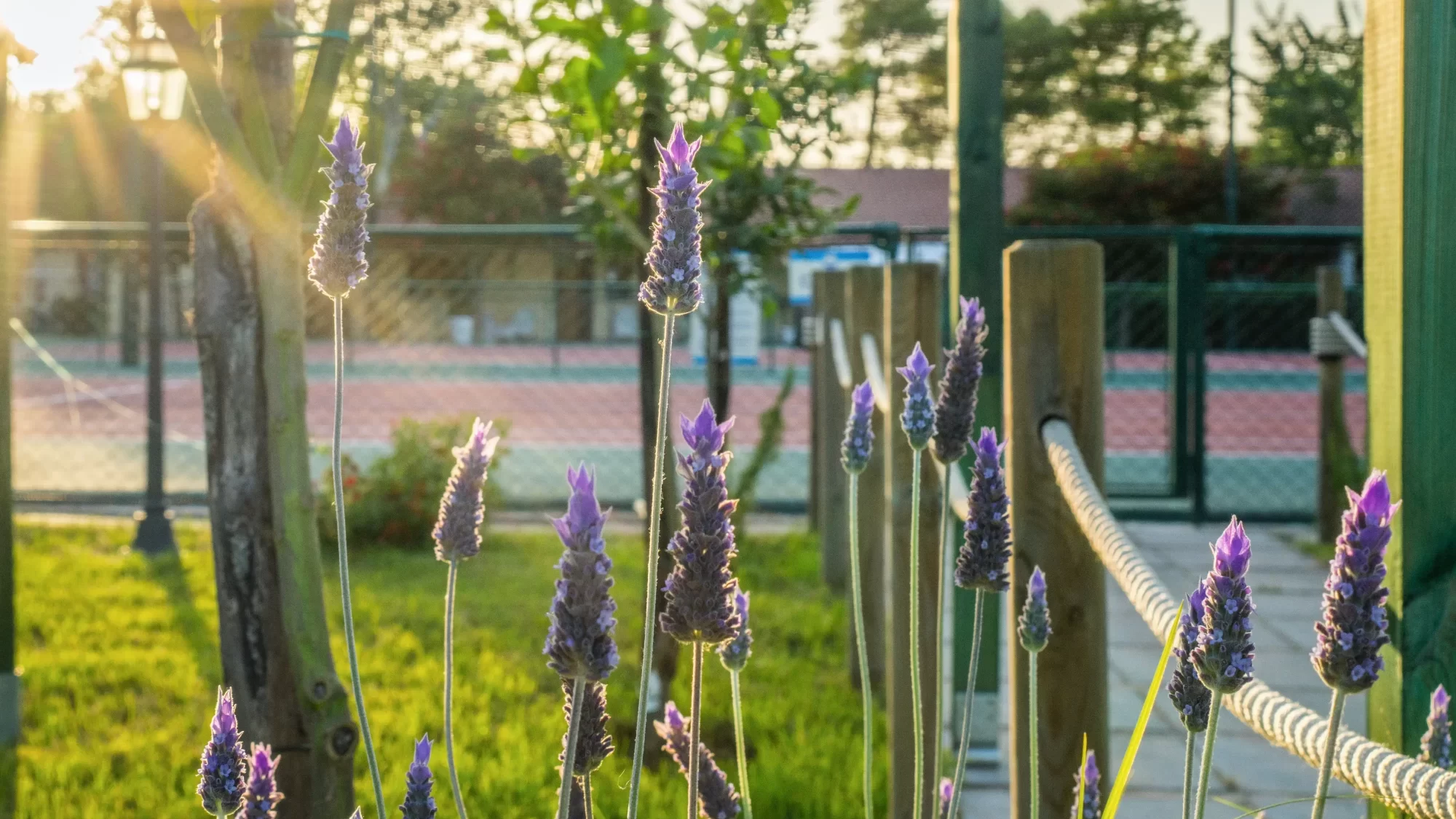 Fiori di lavanda illuminati dal sole al tramonto vicino a un campo sportivo.