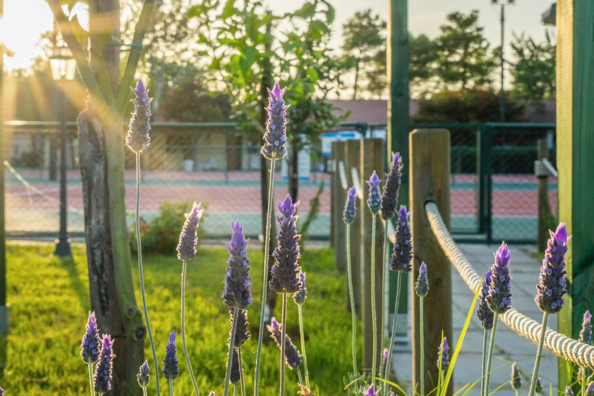 Fiori di lavanda illuminati dal sole al tramonto vicino a un campo sportivo.